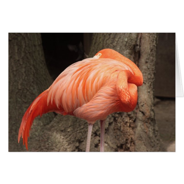 Scarlet Flamingo (Vorderseite (Horizontal))