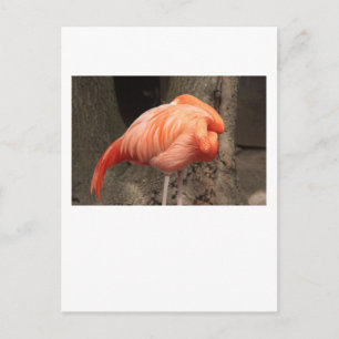 Scarlet Flamingo Postkarte