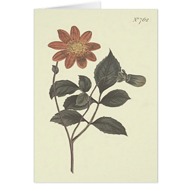 Scarlet Flower Dahlia Botanische Illustration (Vorne)