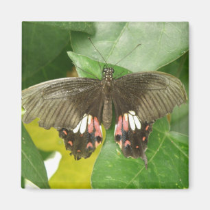 Scarlet Frack Butterfly Magnet