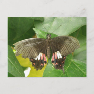 Scarlet Frack Butterfly Postkarte