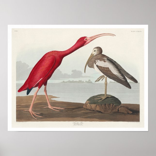 Scarlet Ibis von Audubon Poster (Vorne)