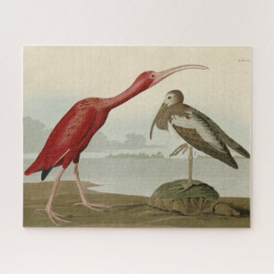 Scarlet Ibis - von Audubons Vögeln Amerikas