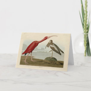 Scarlet Ibis - von Audubons Vögeln Amerikas Karte