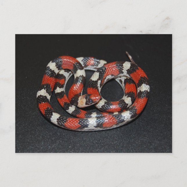 Scarlet King Snake Postkarte (Vorderseite)