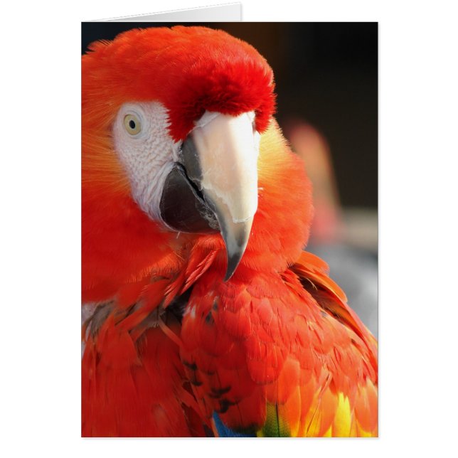 Scarlet Macaw (Devant)