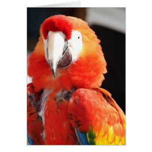 Scarlet Macaw