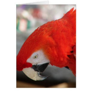 Scarlet Macaw