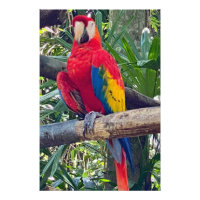 Scarlet Macaw Costa Rica Foto Erweiterung