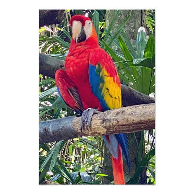 Scarlet Macaw Costa Rica Foto Erweiterung (Vorne)