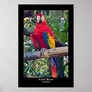 Scarlet Macaw Costa Rica Poster Imprimer