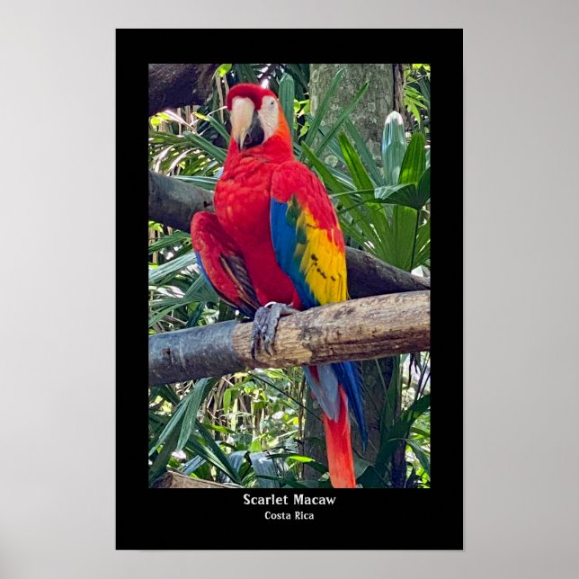 Scarlet Macaw Costa Rica Poster Imprimer (Devant)