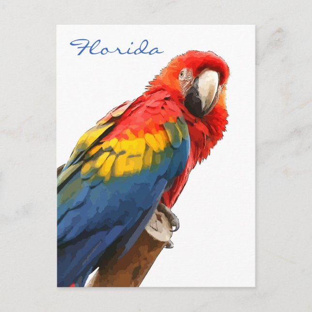 Scarlet Macaw Florda Postkarte (Vorderseite)