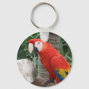 Scarlet Macaw Fotografie Schlüsselanhänger