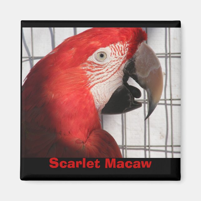 Scarlet Macaw Magnet (Vorne)