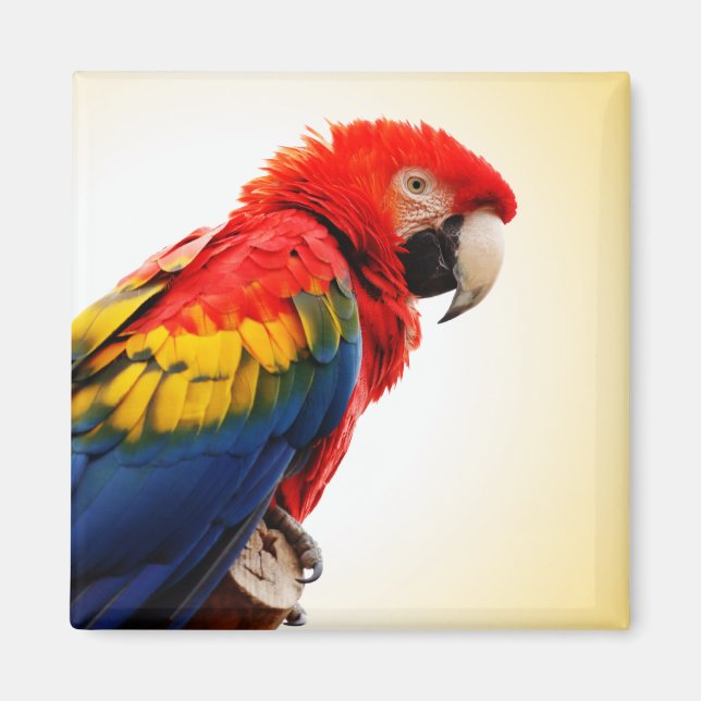 Scarlet Macaw Magnet (Vorne)