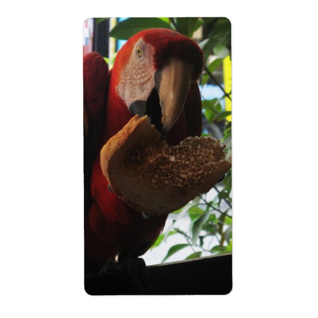 Scarlet Macaw Parrot Eating Toast (Vorne)