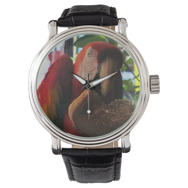 Scarlet Macaw Parrot Eating Toast Armbanduhr (Vorderseite)