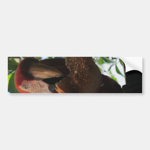 Scarlet Macaw Parrot Eating Toast Autoaufkleber