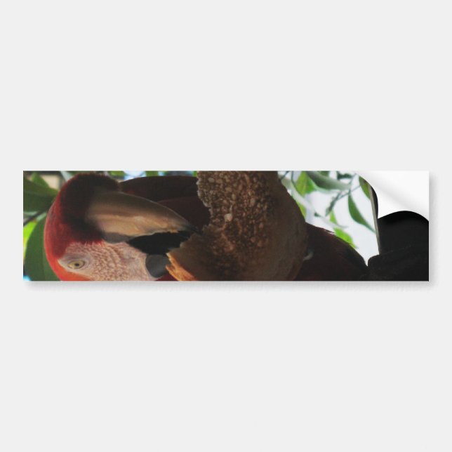 Scarlet Macaw Parrot Eating Toast Autoaufkleber (Vorne)