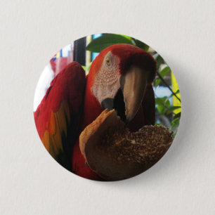 Scarlet Macaw Parrot Eating Toast Button