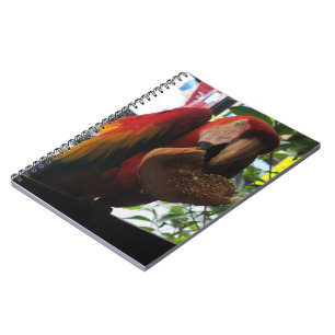 Scarlet Macaw Parrot Eating Toast Notizblock