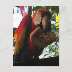 Scarlet Macaw Parrot Eating Toast Postkarte