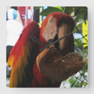 Scarlet Macaw Parrot Eating Toast Quadratische Wanduhr