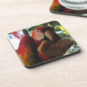 Scarlet Macaw Parrot Eating Toast Untersetzer