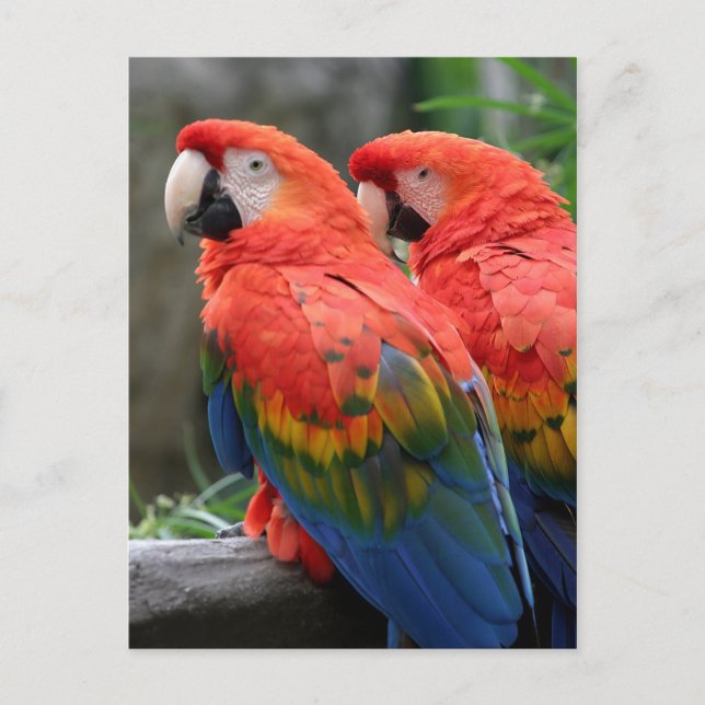 Scarlet Macaw Postkarte (Vorderseite)
