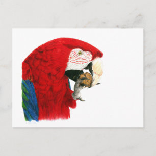 Scarlet Macaw Postkarte