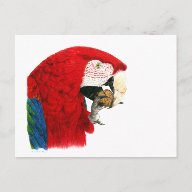 Scarlet Macaw Postkarte (Vorderseite)