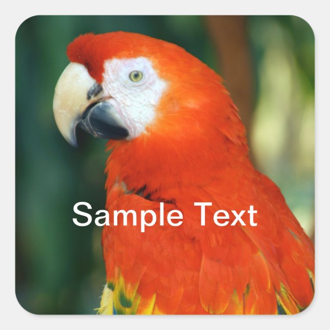 Scarlet Macaw Quadratischer Aufkleber (Vorderseite)
