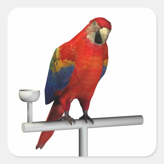 Scarlet Macaw Quadratischer Aufkleber (Vorderseite)