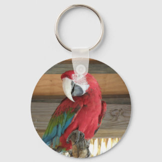 Scarlet Macaw Schlüsselanhänger