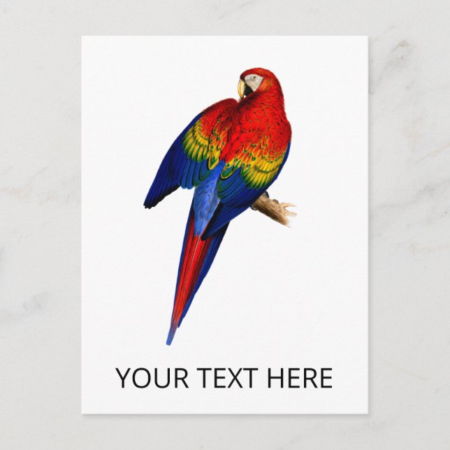 Scarlet Macaw tropischen farbenfrohen Regenwald Bi Postkarte (Vorderseite)