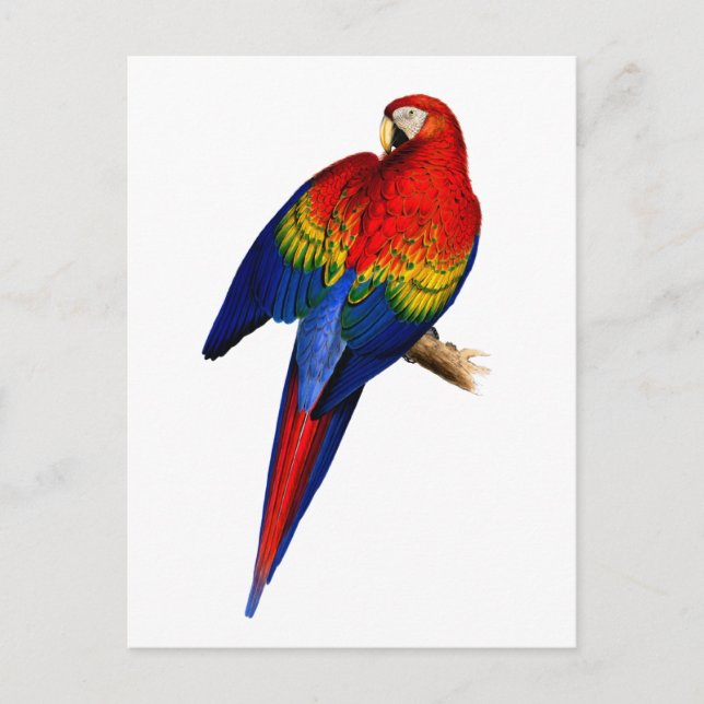 Scarlet Macaw tropischen farbenfrohen Regenwald Bi Postkarte (Vorderseite)