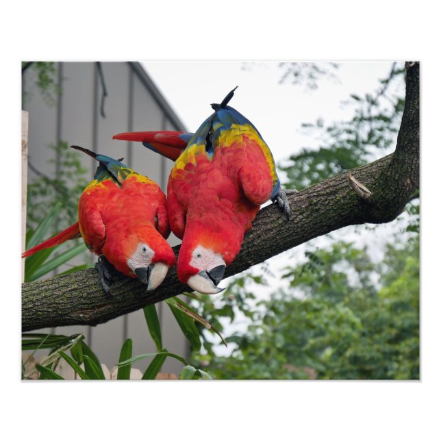 Scarlet Macaws II Fotodruck (Vorne)