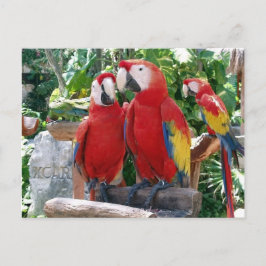 Scarlet Macaws Postcard Postkarte