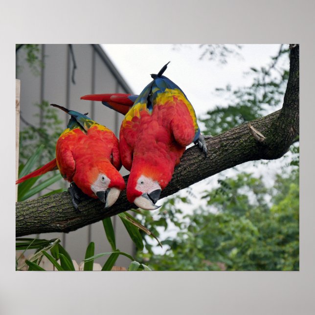 Scarlet Macaws Poster (Vorne)