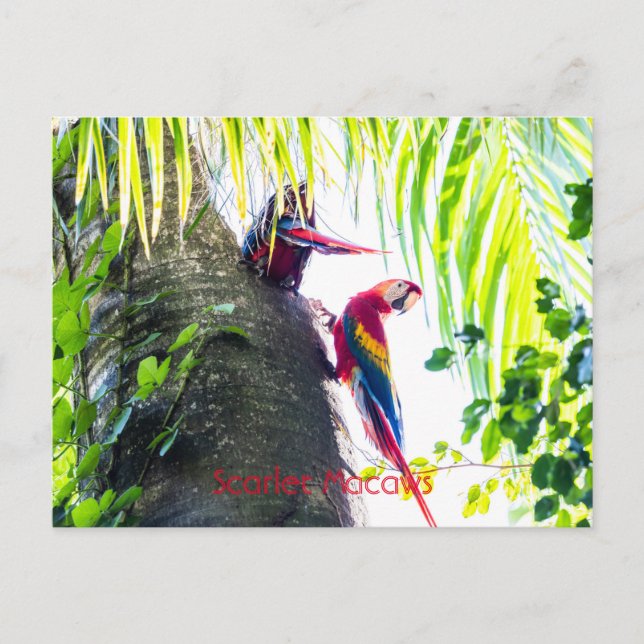 Scarlet Macaws Postkarte (Vorderseite)