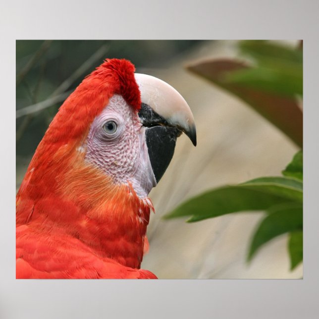 Scarlet Mackaw Foto Poster (Vorne)
