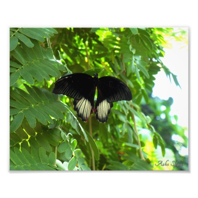 Scarlet Mormon Butterfly Fotodruck (Vorne)