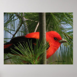 Scarlet O'Tanager Poster