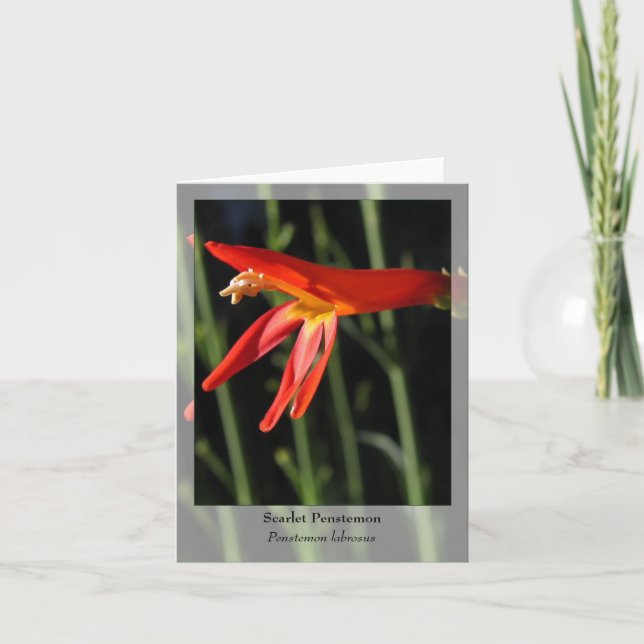 Scarlet Penstemon - Carte pour notes autochtone (Devant)