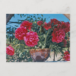 Scarlet Peony von H.D. Peterson 1972 Postkarte