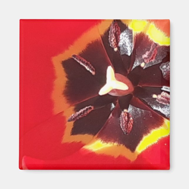Scarlet Red Tulip Magnet (Vorne)