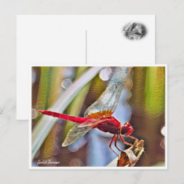 Scarlet Skimmer Postkarte