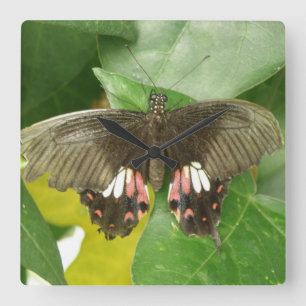 Scarlet Swallowtail Butterfly Wall Clock Quadratische Wanduhr