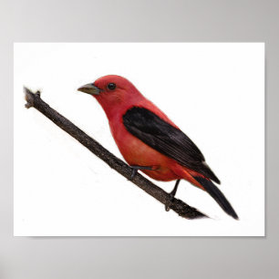Scarlet Tanager auf Zweig Poster